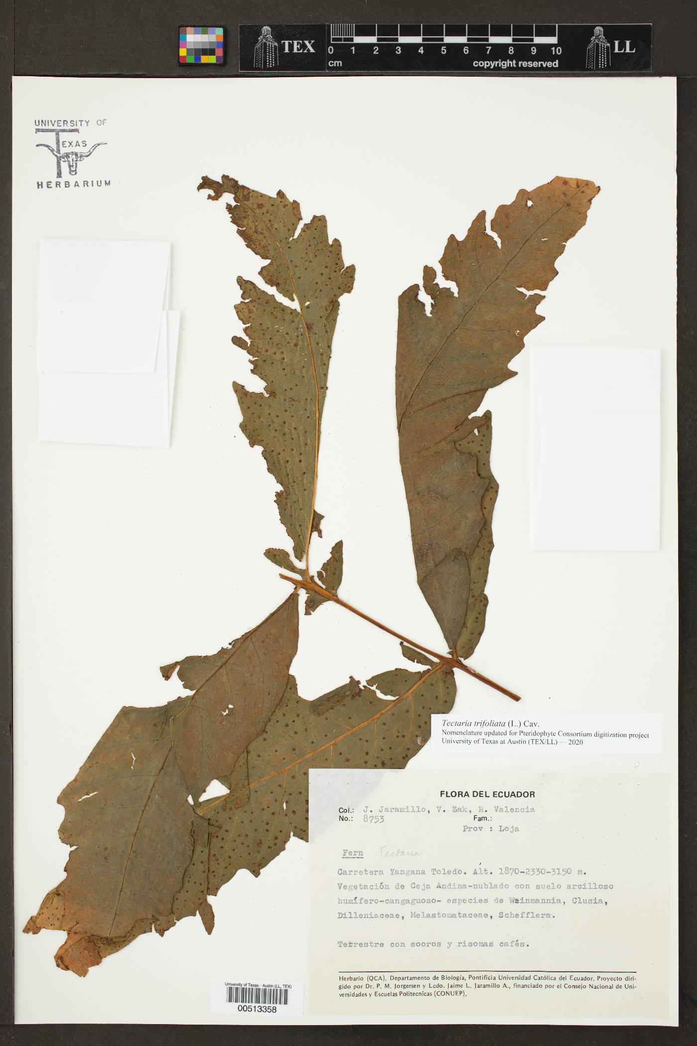 Tectariaceae image