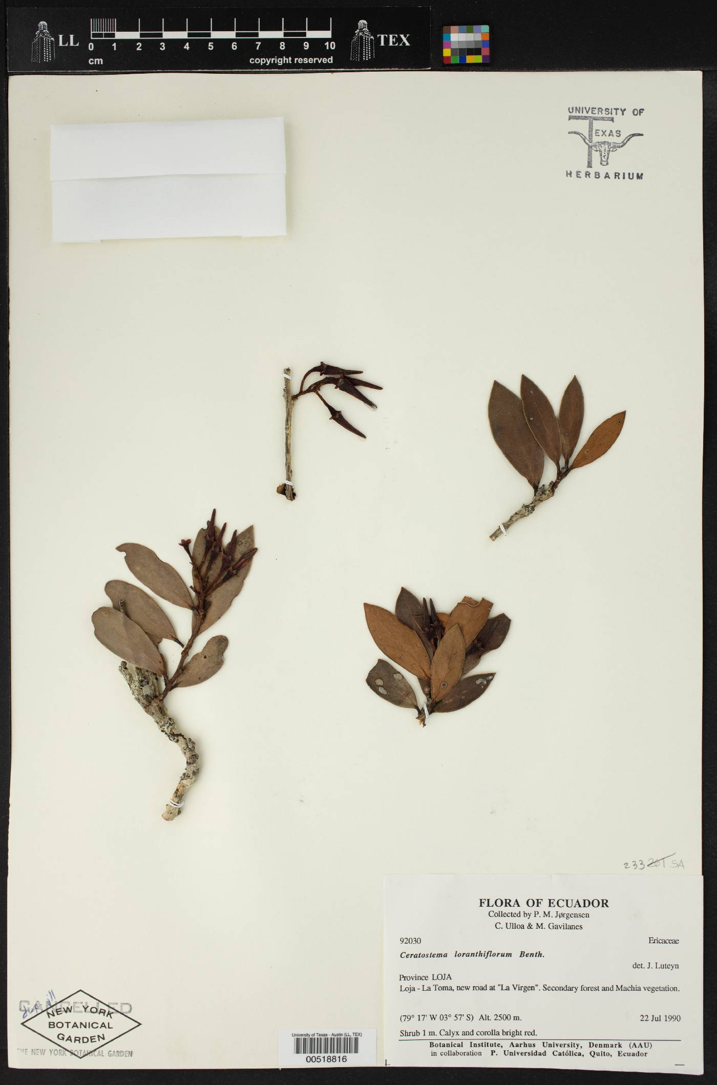 Ceratostema image