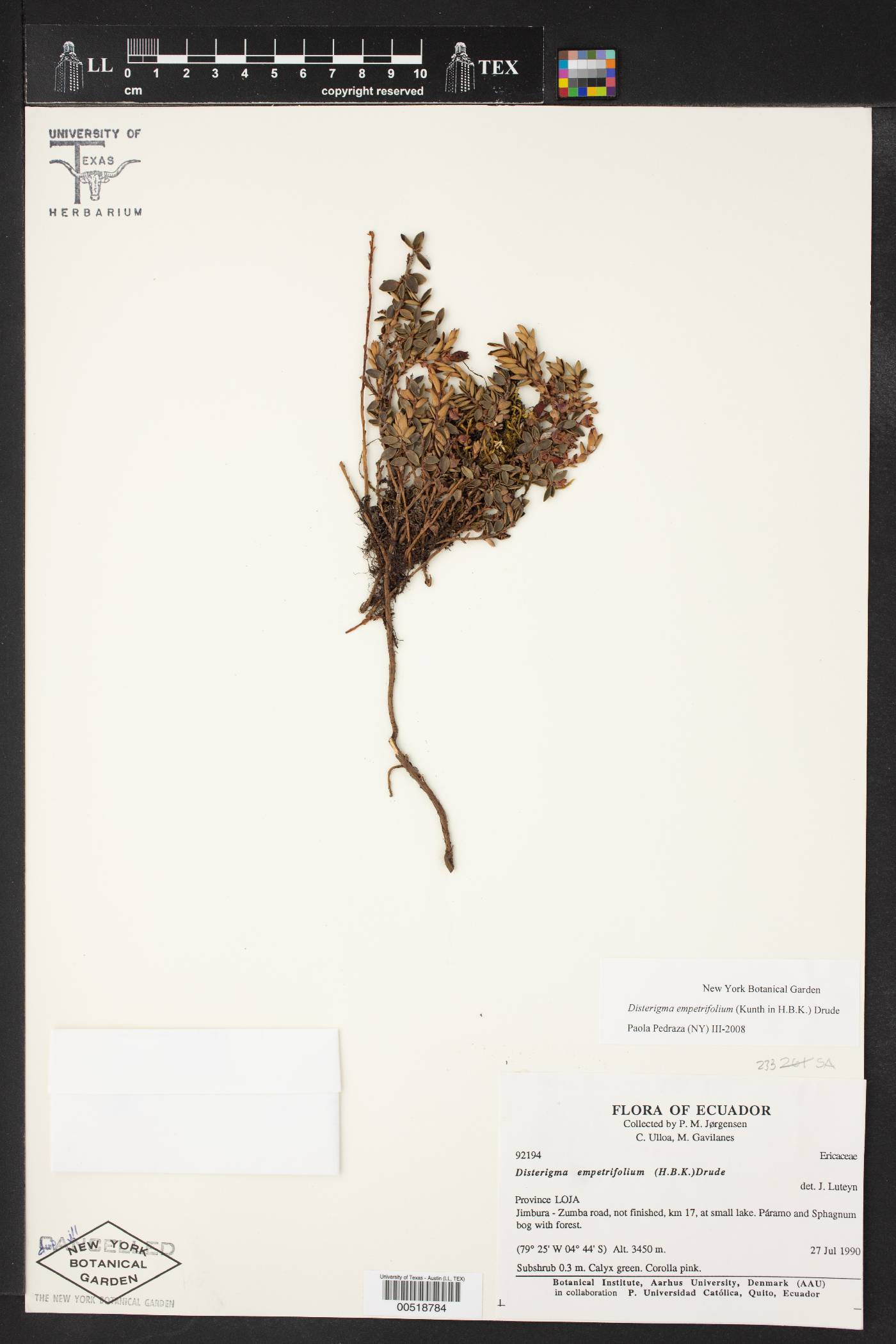 Disterigma empetrifolium image
