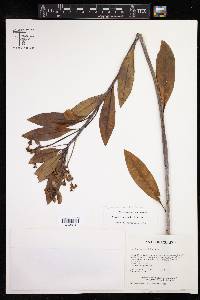 Euphorbia goudotii image