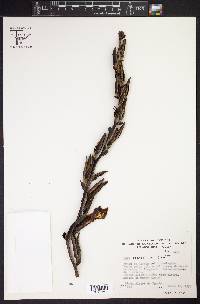Puya pearcei image