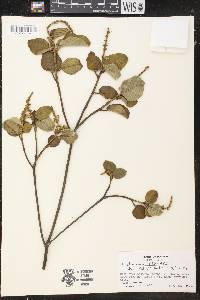 Croton rhamnifolius image