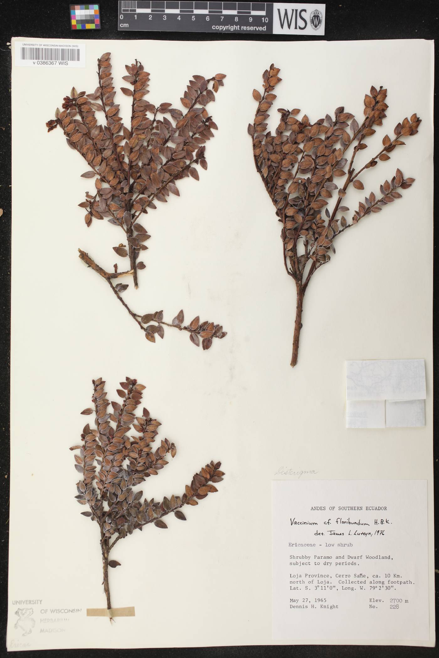 Vaccinium floribundum image