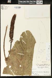 Anthurium dombeyanum image