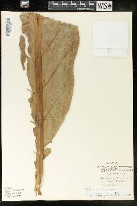 Anthurium dombeyanum image