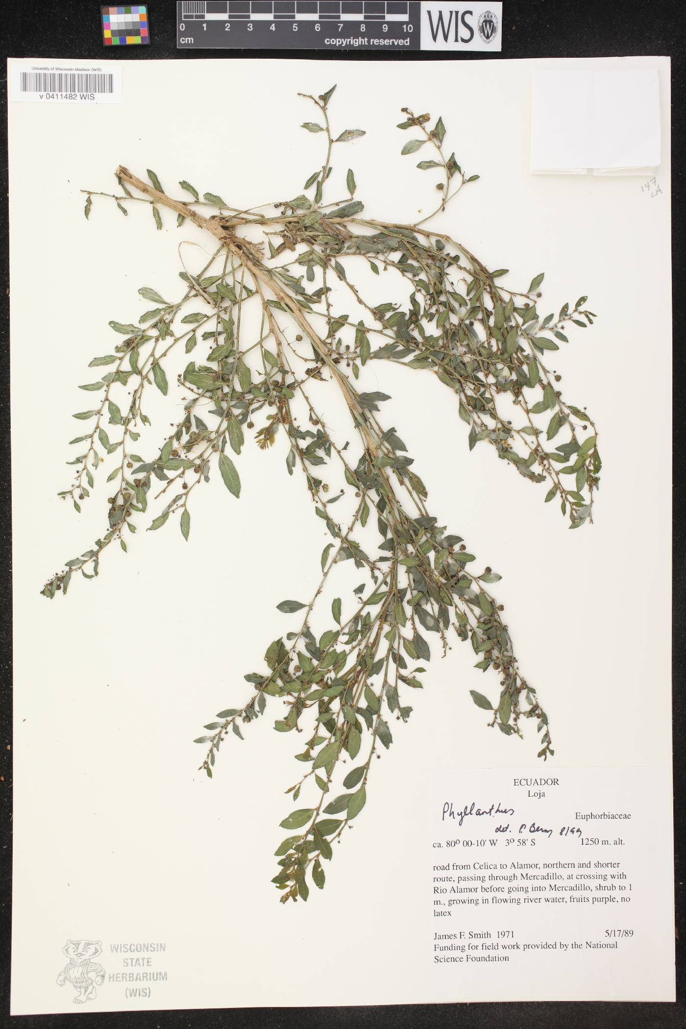 Phyllanthus image
