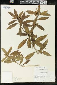 Euphorbia cestrifolia image