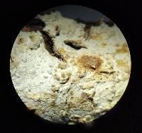 Media resource of Gloeocystidiellum lojanense