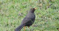 Media resource of Turdus fuscater