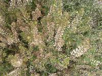 Lepidium chichicara image