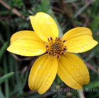 Bidens triplinervia image