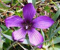 Gentianella cerastioides image