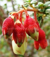 Brachyotum ledifolium image