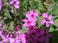 Oxalis articulata image