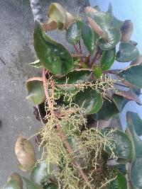 Peperomia peltigera image