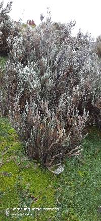 Andicolea thuyoides image