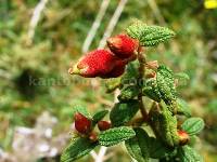 Brachyotum ledifolium image