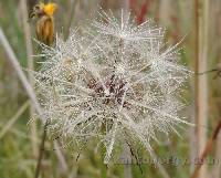 Taraxacum officinale image