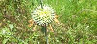 Leonotis nepetifolia image