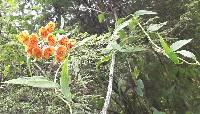 Bomarea multiflora image