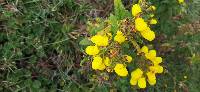 Calceolaria crenata image