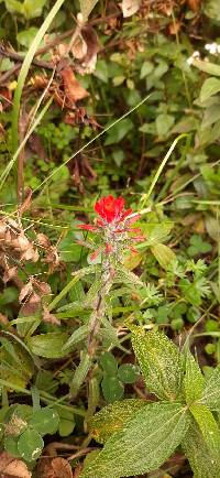 Castilleja arvensis image