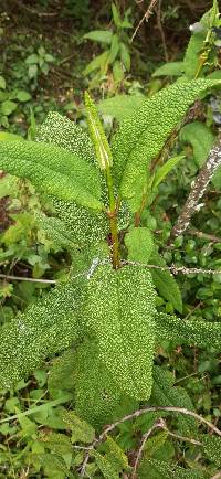 Aristeguietia glutinosa image
