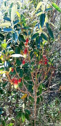 Brachyotum ledifolium image