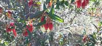 Brachyotum ledifolium image