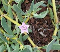 Sesuvium portulacastrum image