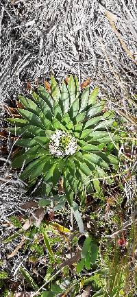 Valeriana rigida image