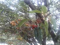 Pittosporum undulatum image
