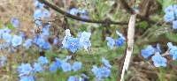 Cynoglossum amabile image