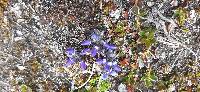 Lupinus microphyllus image