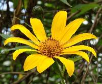Tithonia diversifolia image