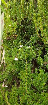 Arcytophyllum thymifolium image