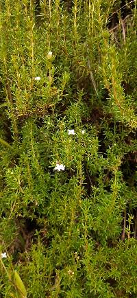 Arcytophyllum thymifolium image