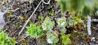 Cerastium imbricatum image