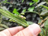 Aristeguietia glutinosa image