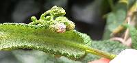 Aristeguietia glutinosa image