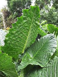 Alocasia macrorrhizos image