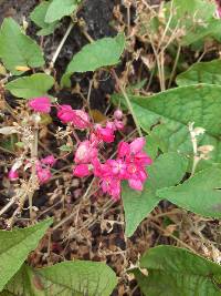Antigonon leptopus image