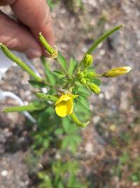 Arivela viscosa image