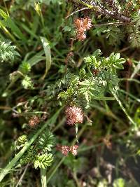 Acaena elongata image
