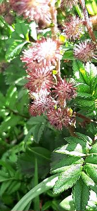 Acaena elongata image