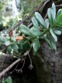 Echeveria quitensis image