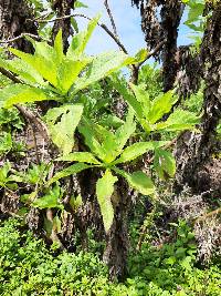 Scalesia affinis image