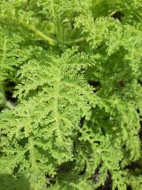 Scalesia helleri image