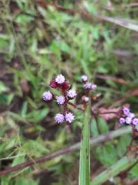 Ageratum conyzoides image