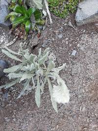 Culcitium canescens image